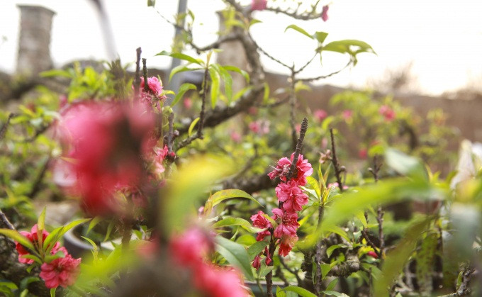 Năm nay, do ảnh hưởng của dịch COVID-19, loại đào nằm điều hòa này đang được các chủ vườn bán online. Ảnh: Công luận