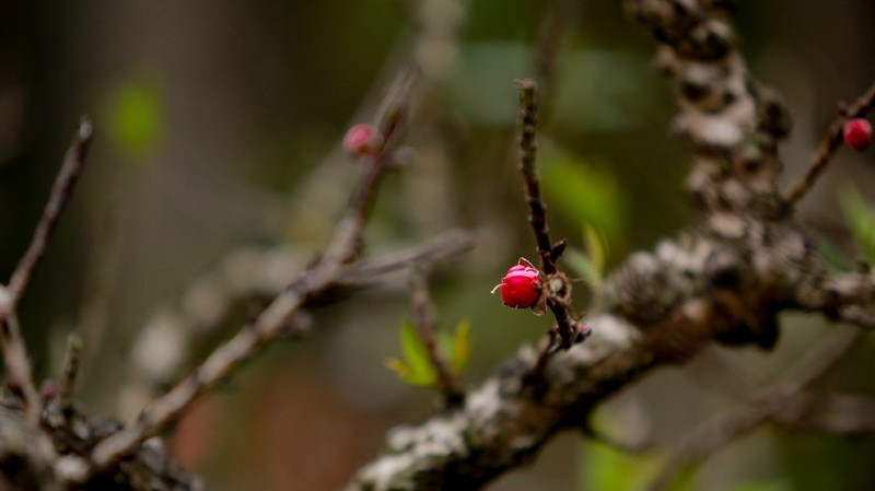 Đào thất thốn ra hoa kép và mỗi tầng hoa đều có 7 cánh, mỗi bông to có đường kính lên tới 4 – 5 cm. Ảnh: Báo văn hóa