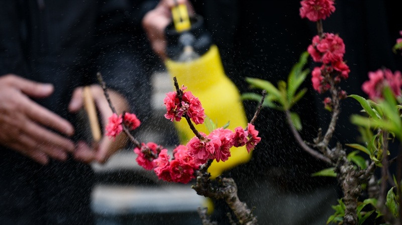 Đặc biệt, những bông hoa kép có thể có tới 30 - 50 cánh/bông. Ảnh: Báo văn hóa