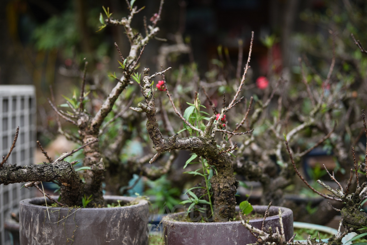 Để sở hữu một gốc đào thất thốn với vẻ ngoài xù xì, nhuốm màu thời gian, người chơi thường phải bỏ ra vài chục tới hàng trăm triệu đồng. Ảnh: GDTĐ