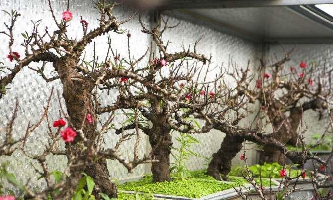 Đào tiến vua nằm điều hòa chờ đón Tết đặc biệt thế nào? Dao tien vua nam dieu hoa cho don Tet dac biet the nao?