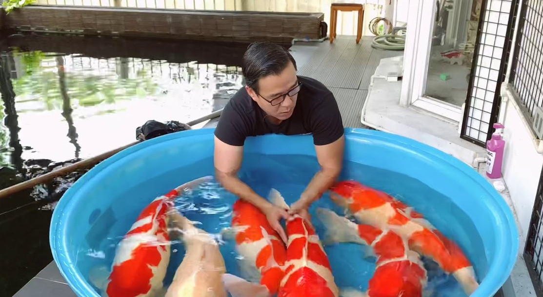 Doanh nhân Thắng Ngô từng là người Việt Nam duy nhất trong ban giám khảo cuộc thi cá Koi hàng đầu thế giới All Japan Nishikigoi Show lần thứ 50. Ảnh: Youtube