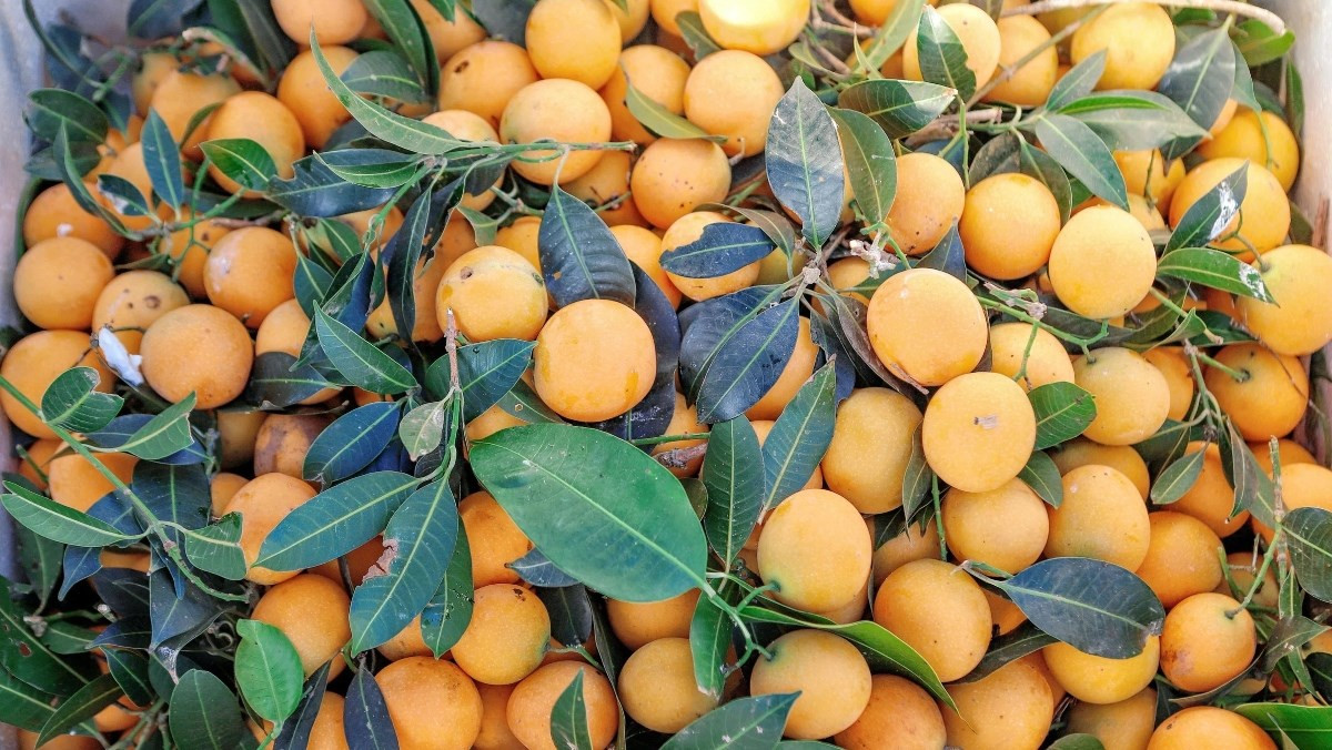 Thanh trà có 2 loại: thanh trà ngọt và thanh trà chua. Thanh trà ngọt trái thon, hơi dài, vỏ dày, cứng. Trong khi đó, thanh trà chua có kích thước cỡ trứng gà non nhỏ. Ảnh: Internet