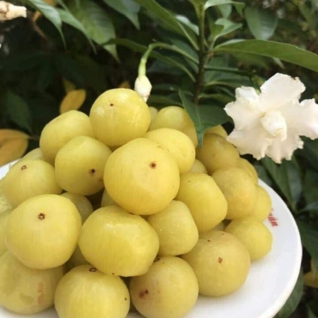 Thậm chí, quả me rừng tươi được lùng mua với giá khá đắt hoặc “lên đời” thành ô mai hay nghiền thành bột có giá từ 100-500.000 đồng/kg. Ảnh: Dân Việt