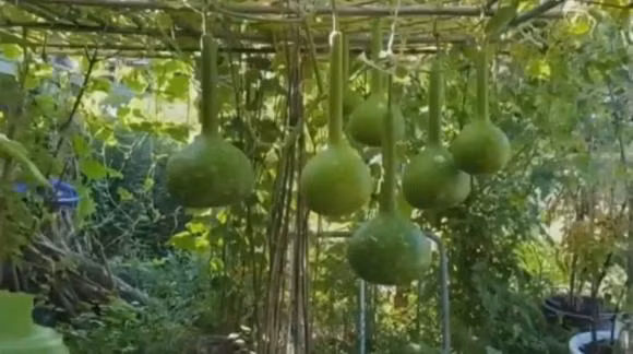 Giàn bầu hồ lô sai trĩu quả.