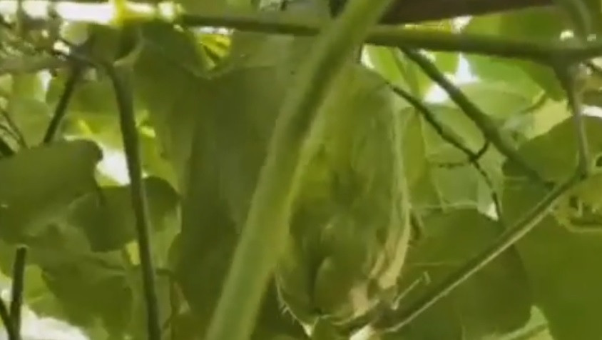 Giàn su su xanh mướt cho quả to thích mắt.