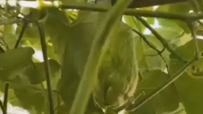 Giàn su su xanh mướt cho quả to thích mắt.