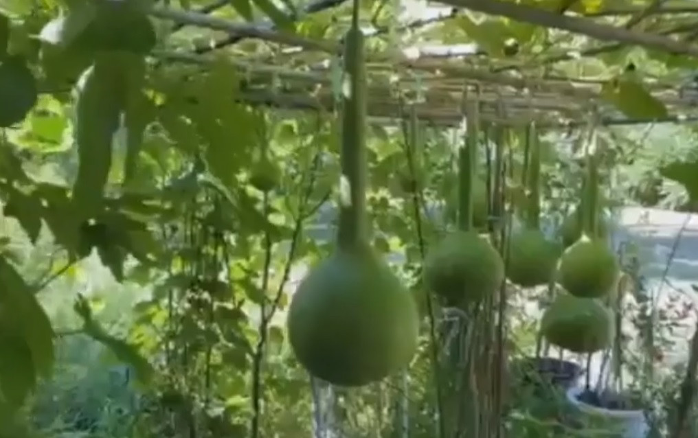 Ở tuổi 80, danh ca Chế Linh đang có cuộc sống bình yên bên người vợ thứ 4 ở Canada. Mới đây, danh ca Chế Linh quay video giới thiệu khu vườn trồng nhiều rau, củ, quả ở Canada.