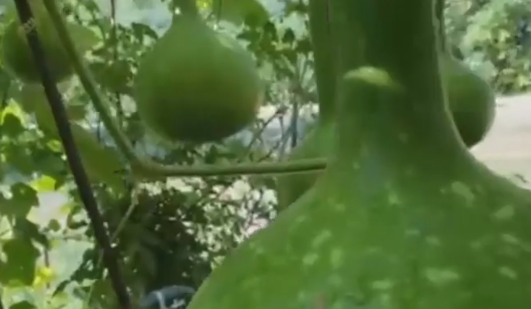 Danh ca Chế Linh cho biết sẽ lấy hạt bầu hồ lô làm giống rồi gửi tặng mọi người.