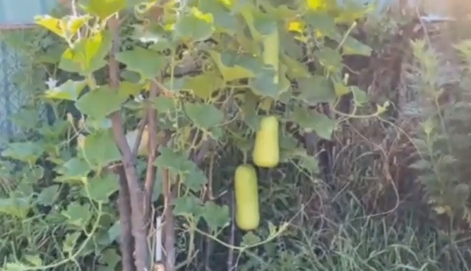 Một giống bầu khác trong vườn của danh ca Chế Linh cũng sai trĩu quả.