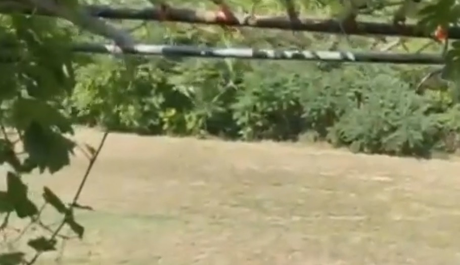 Khu vườn của danh ca Chế Linh rộng và ngập tràn ánh nắng, trồng đủ loại rau, củ, quả.