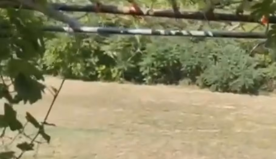 Khu vườn của danh ca Chế Linh rộng và ngập tràn ánh nắng, trồng đủ loại rau, củ, quả.