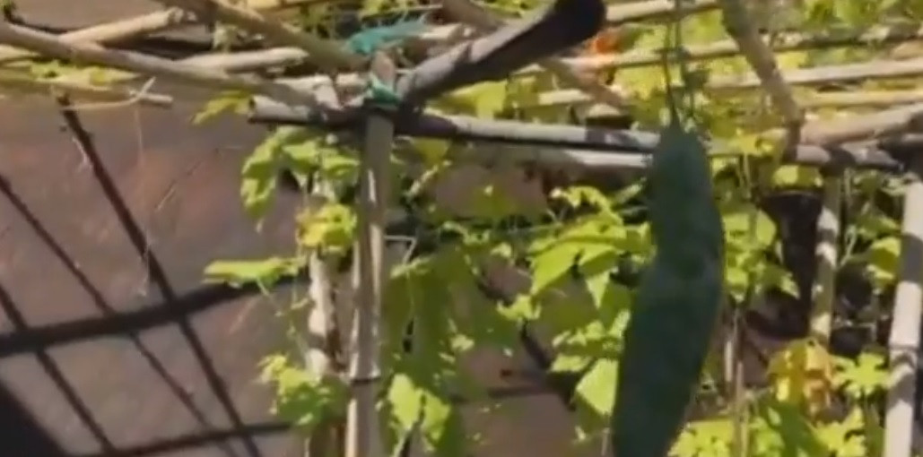 Giàn mướp đắng cũng cho đầy trái. Nguồn ảnh: chụp màn hình