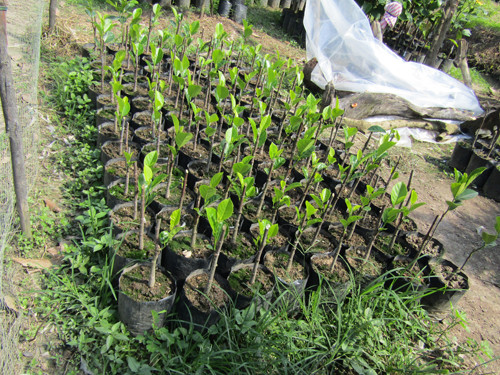 Không chỉ bán mít quả, lão nông còn bán cả cây mít giống, sản lượng khoảng 1000 cây mỗi năm. Ảnh: Dân Việt