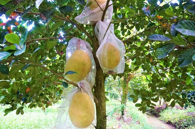 Sau hơn một năm chờ đợi, mít cũng đến ngày thu hoạch. Tuy nhiên, ông Trắng vô cùng hụt hẫng khi chỉ một trong số 50 cây là đúng như người bán hàng quảng cáo. Ảnh: Dân trí