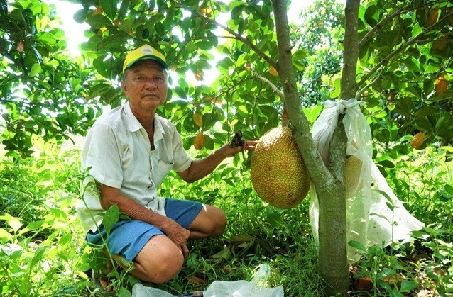 Ông đang nhân giống để mít ruột đỏ phổ biến hơn trên thị trường và độc quyền thương hiệu độc đáo tại Hậu Giang. Ảnh: Dân trí