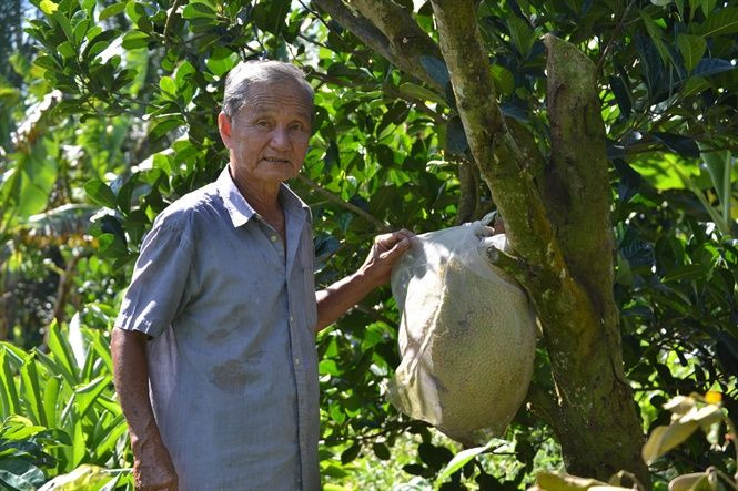Đến nay, ông Trắng đã nhân giống và trồng được cả một vườn mít rộng tới 3ha. Ảnh: Nông nghiệp