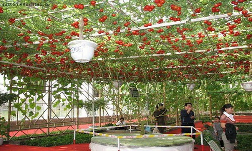 Cây cà chua này không cho quả trong suốt 7 - 8 tháng đầu. Nhưng khi trưởng thành, mỗi lần thu hoạch có thể cho sản lượng trung bình hơn 14.000 quả. Ảnh: Oddity Central