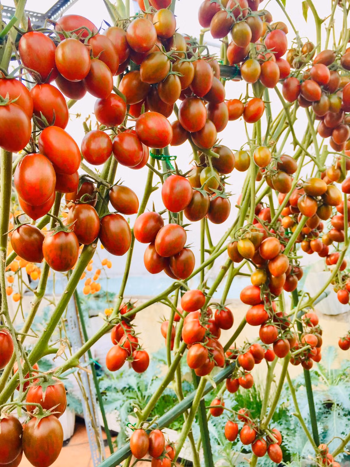 Chị Ngọc Ánh cho biết đây là giàn cà chua giống Canary Nhật. Ảnh: FB Ngọc Ánh