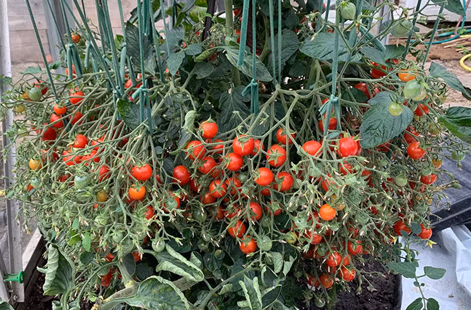 Cây cà chua “mắn đẻ” nhất thế giới được trồng trong nhà kính ở vườn sau nhà của Doulglas. Ảnh: Twitter