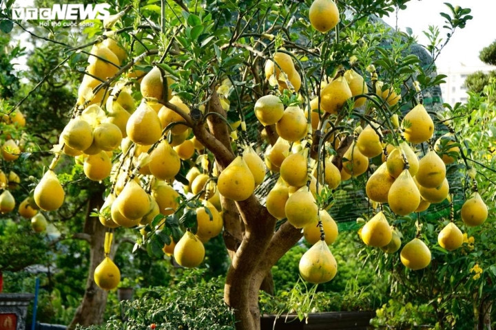 Những chậu nhỏ có giá bán dao động từ 3,5 - 5 triệu đồng, chậu vừa giá từ 7 - 35 triệu đồng.