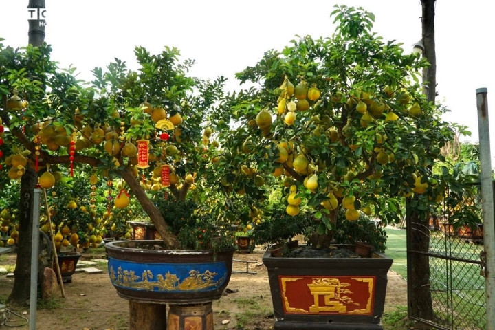 Khác với các năm trước, năm nay, do lo ngại dịch bệnh nên lượng khách hàng đặt online tăng mạnh. Nhiều người đã thanh toán tiền tuy nhiên vẫn gửi nhà vườn chăm sóc, gần Tết mới chuyển về nhà.