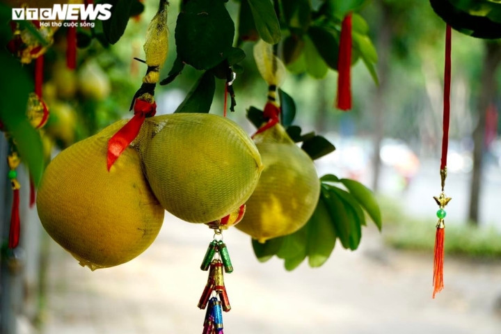 Theo các chủ vườn, đây là giống bưởi được trồng ở Hưng Yên. Mỗi dịp Tết Nguyên đán, các nhà vườn lại thuê xe tải lớn vận chuyển vào TP.HCM, mỗi chuyến chỉ vận chuyển được 20 chậu. Một cây bưởi Diễn được nhà vườn trồng từ 4 - 20 năm, chăm sóc tỉ mỉ thì trái mới vàng óng.