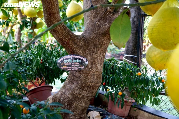 Cây càng lớn, tuổi đời càng lâu thì giá càng cao.