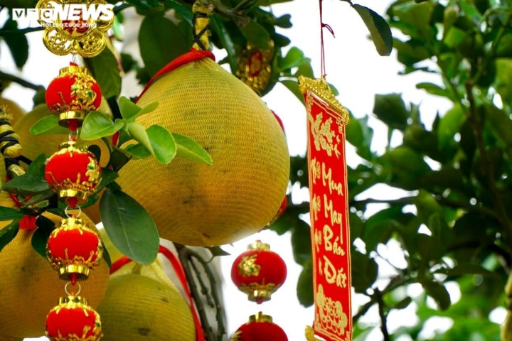 Để không khí Tết thêm rực rỡ, các nhà vườn đều trang trí thêm câu đối, đèn lồng...trên cành bưởi.