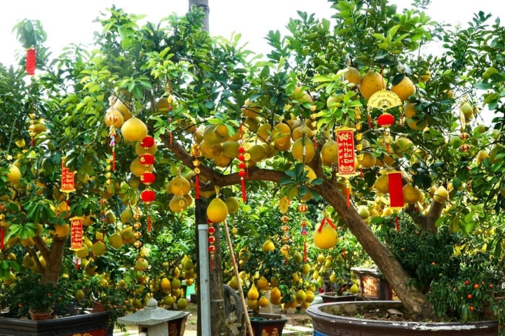 Anh Cao Thanh Hà, chủ vườn Thanh Gia cho biết: "Bưởi Diễn năm nay giá "mềm" hơn năm ngoái rất nhiều, giảm khoảng 35%. Năm ngoái, cây lớn có giá 70 triệu đồng, năm nay chỉ còn khoảng 45 triệu đồng thôi. Dịch bệnh nên năm nay tôi không nhập nhiều cây lớn như các năm trước".