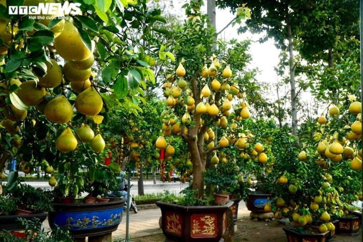 Ghi nhận của PV VTC News trên đường Mai Chí Thọ, như mọi năm, 4 nhà vườn tại đây đều đã nhập đủ lượng bưởi Diễn để bán trong Tết Nguyên đán Nhâm Dần.