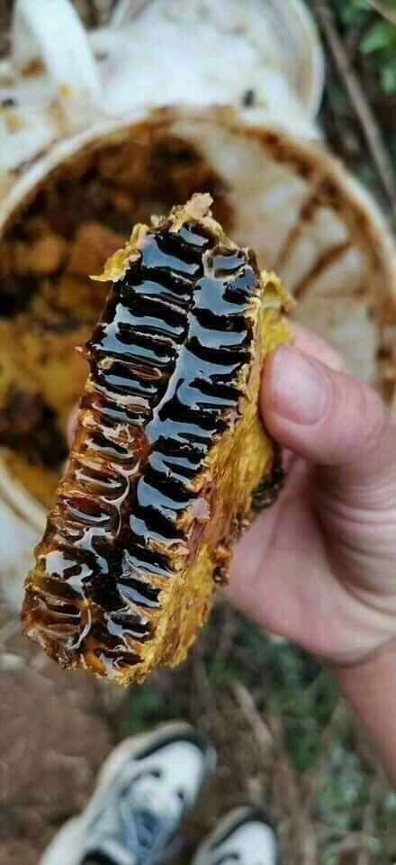 Ngoài các loại mật ong rừng quen thuộc như mật ong khoái, mật ong hoa bạc hà,...trên thị trường còn xuất hiện loại mật ong lạ có màu đen xì, vị đắng. Đó là mật ong hoa sâm hay còn gọi mật ong đắng Ngọc Linh. Ảnh: Facebook