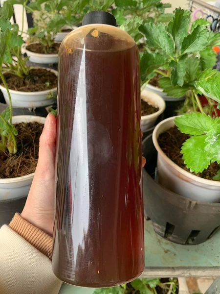 Những khách hàng từng sử dụng cho biết, mật ong hoa sâm càng ăn càng ngọt thanh mát, chỉ hơi đắng thanh lúc đầu, giúp tăng cường sức đề kháng, thể lực, giải độc...Ảnh: Facebook