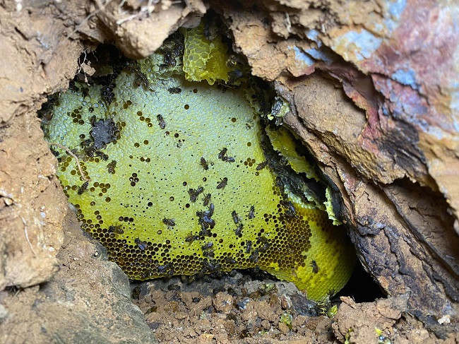 Sở dĩ loại mật ong này có màu đen, vị đắng là bởi được khai thác từ con ong hút mật cây hoa sâm Ngọc Linh - loài hoa vốn có vị ngọt thơm, đắng nhẹ - và một số cây dược liệu quý khác tại vùng núi này. Ảnh: Dân Việt