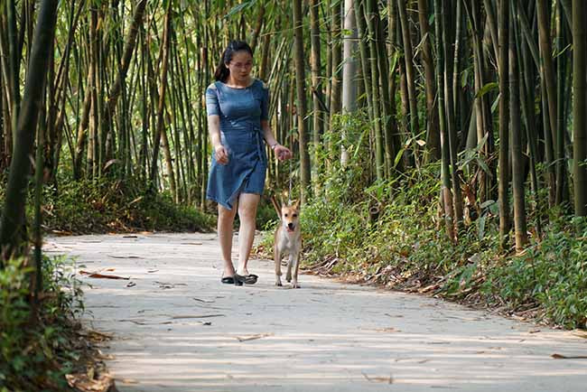 Hàng ngày, cô chủ 8X dành nhiều thời gian chơi đùa và cho các chú chó ăn. Ảnh: Dân Việt