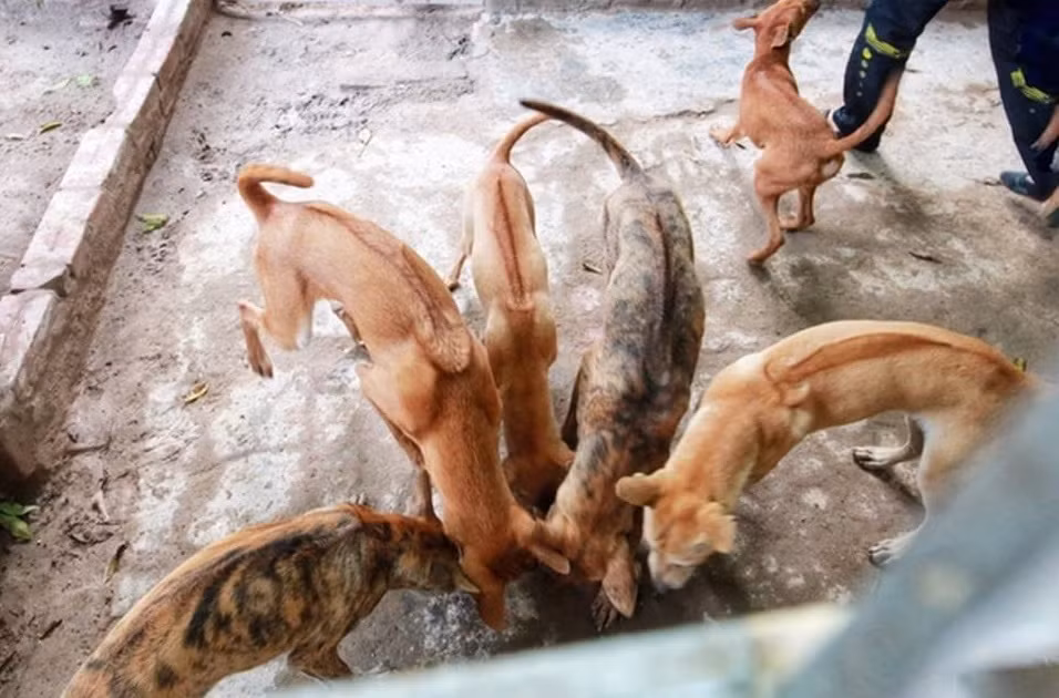 Ước tính, mỗi tháng chị Hà phải bỏ ra khoảng 15 triệu đồng để mua thức ăn và chăm sóc đàn chó. Ảnh: Dân trí