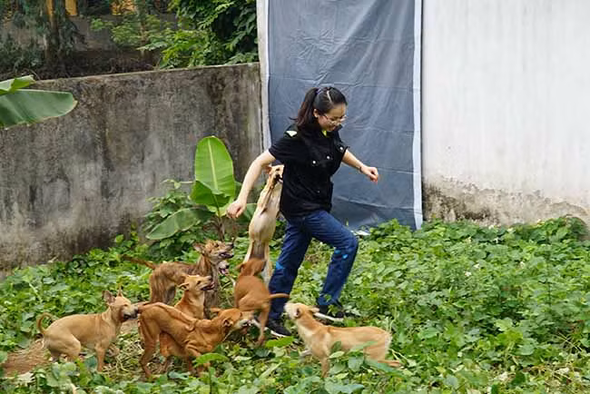 Trong số 5 trang trại chó Phú Quốc của chị Hà, trang trại lớn nhất có diện tích hơn 1000m2 với 30 chú chó trong trong số hơn 100 chú chó chị sở hữu. Ảnh: Dân Việt