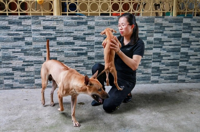 Bên cạnh đó, việc định giá chó Phú Quốc cũng phụ thuộc vào cảm tính của người chơi. Nếu yêu thích, họ sẵn sàng chi một số tiền lớn để được sở hữu. Ảnh: Dân trí