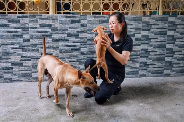 Bên cạnh đó, việc định giá chó Phú Quốc cũng phụ thuộc vào cảm tính của người chơi. Nếu yêu thích, họ sẵn sàng chi một số tiền lớn để được sở hữu. Ảnh: Dân trí