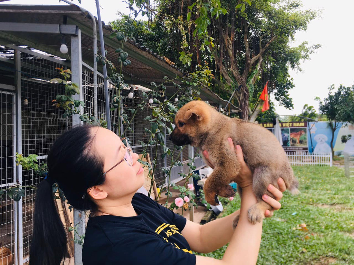 Thời gian đầu, chị Hà sưu tầm một vài cá thể, đến năm 2012 trang trại chó Phú Quốc đầu tiên của chị chính thức đi vào hoạt động. Ảnh: FB Le Ha
