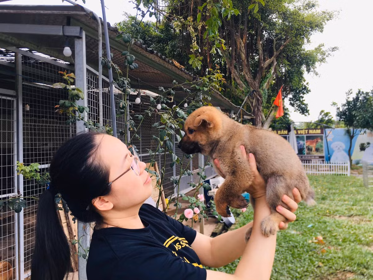 Thời gian đầu, chị Hà sưu tầm một vài cá thể, đến năm 2012 trang trại chó Phú Quốc đầu tiên của chị chính thức đi vào hoạt động. Ảnh: FB Le Ha