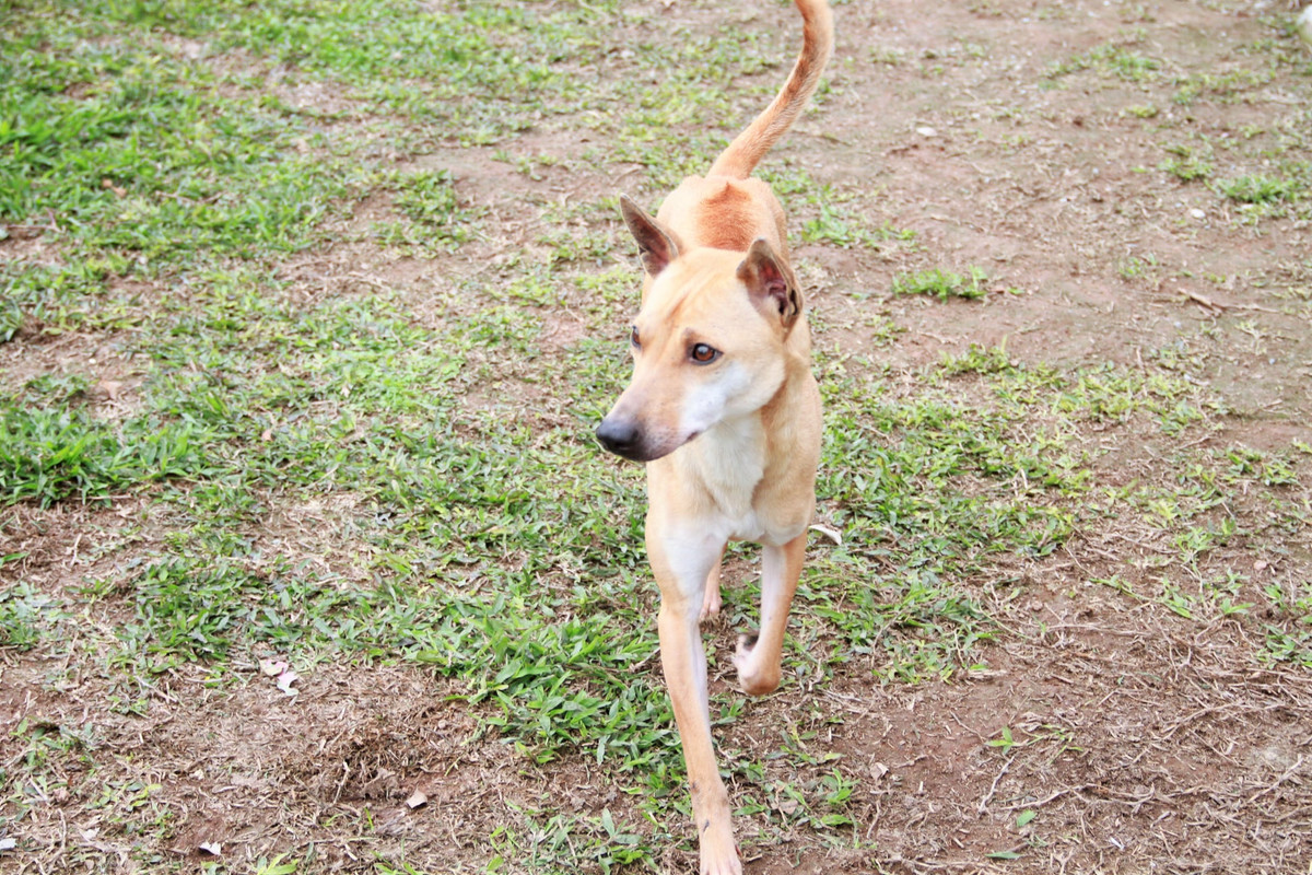 Theo chị Hà, chó Phú Quốc là giống chó săn quý của đảo Phú Quốc với đặc tính săn bắt, bơi lội rất giỏi và đặc biệt rất khôn lanh, hình thể đẹp. Ảnh: FB Le Ha