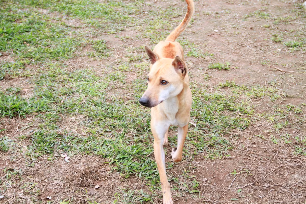 Theo chị Hà, chó Phú Quốc là giống chó săn quý của đảo Phú Quốc với đặc tính săn bắt, bơi lội rất giỏi và đặc biệt rất khôn lanh, hình thể đẹp. Ảnh: FB Le Ha