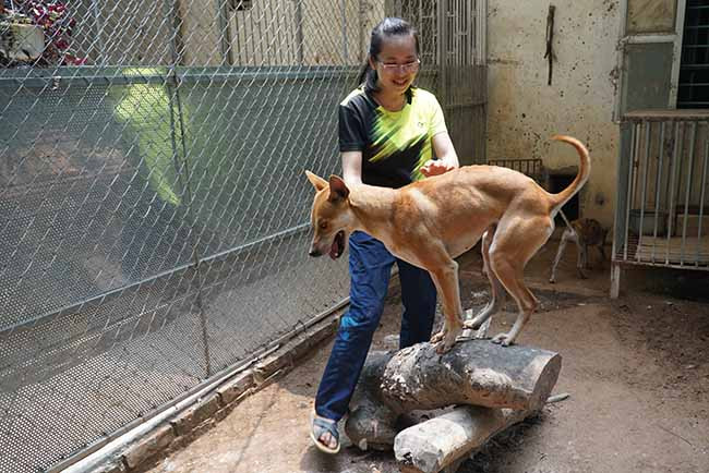 8X Hà thành từng gây sốt với một thương vụ mua bán chó Phú Quốc với mức giá chuyển nhượng “khủng” lên tới gần 300 triệu. Đây là thương vụ đắt nhất từ trước tới nay trong giới chơi chó Phú Quốc tại Việt Nam. Ảnh: Dân Việt