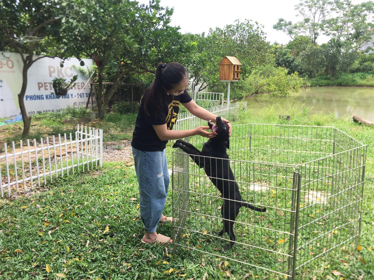 Hơn 100 chú chó Phú Quốc trong trang trại của chị Hà có giá dao động từ 5 triệu đến vài trăm triệu mỗi con. Ảnh: FB Le Ha