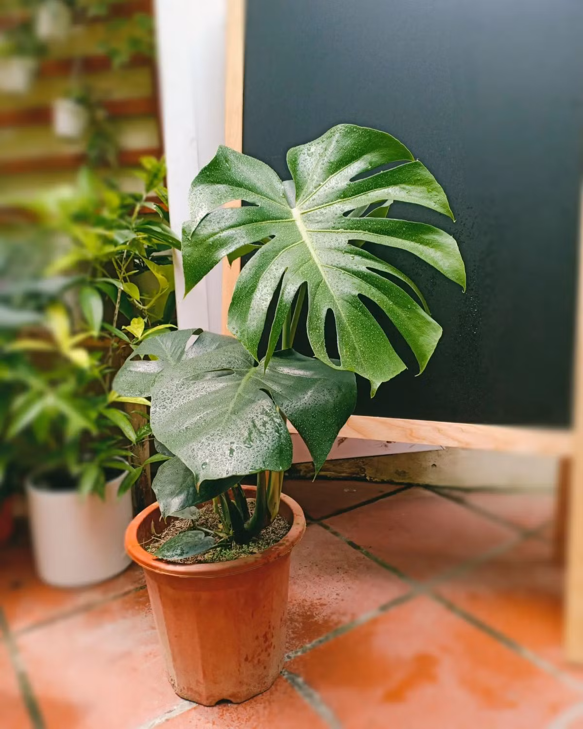 Đáng chú ý, kiểng lá dòng đột biến, hiếm có giá từ vài trăm nghìn đến vài trăm triệu đồng. Ảnh: Facebook