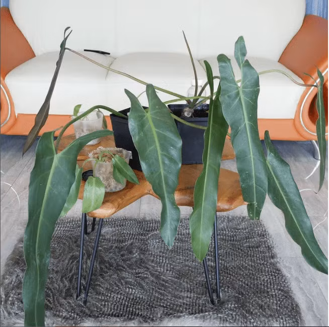 Philodendron spiritus sancti là một loài nằm trong sách đỏ thế giới và gần như đã tuyệt chủng trong tự nhiên. Ảnh: Facebook