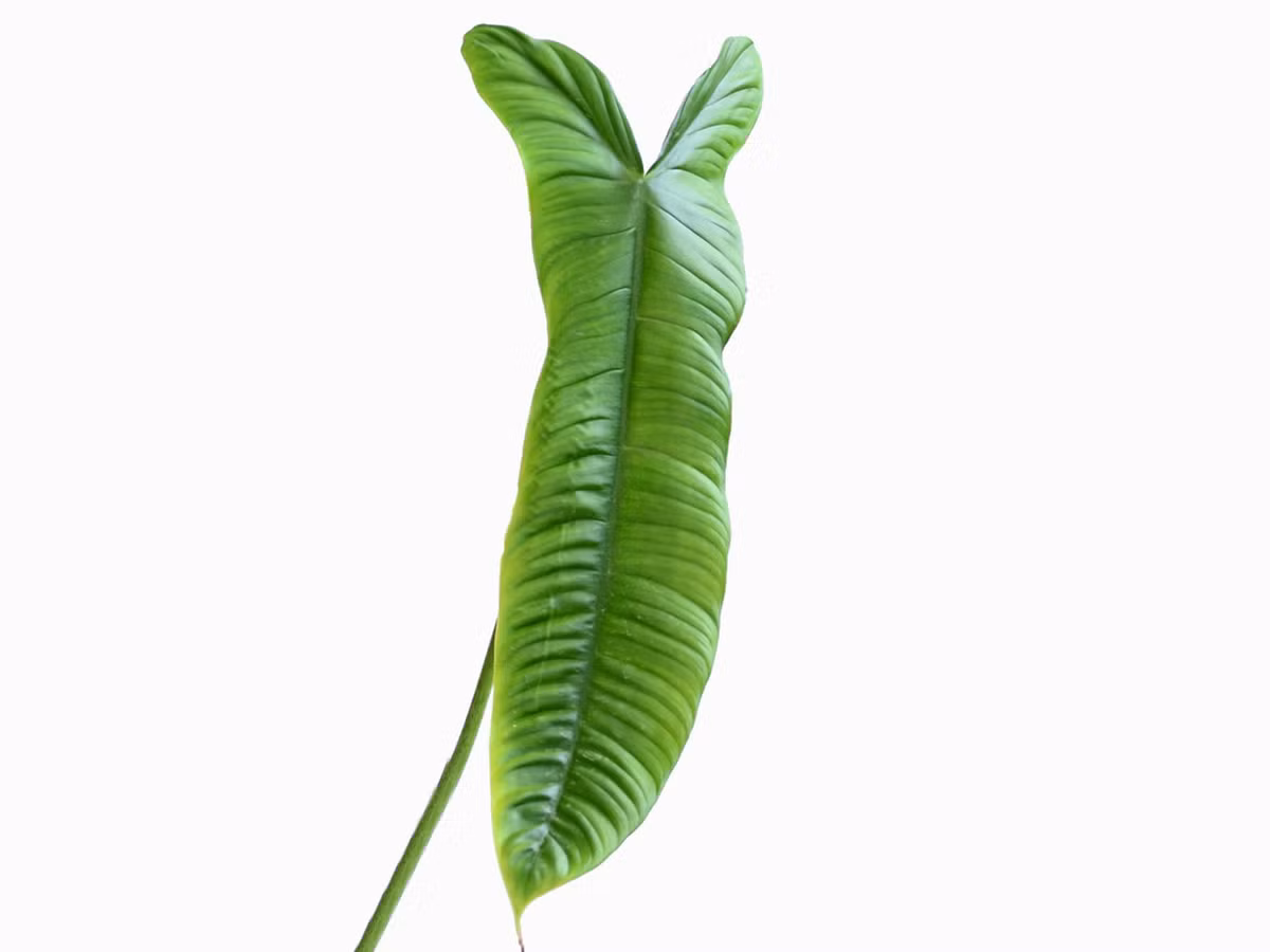 Cây có đặc điểm là thân leo, lá thuôn dài có màu xanh đậm. Một cây sharoniea nhỏ lá dài 25 cm có giá khoảng hơn 6 triệu đồng. Ảnh: Getty