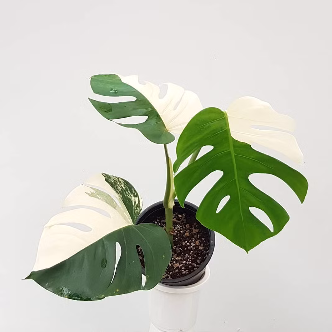 Đơn cử như cây Monstera deliciosa var borsigiana Mint đột biến, có 5 lá, mỗi lá 100 triệu đồng. Ảnh: Codai