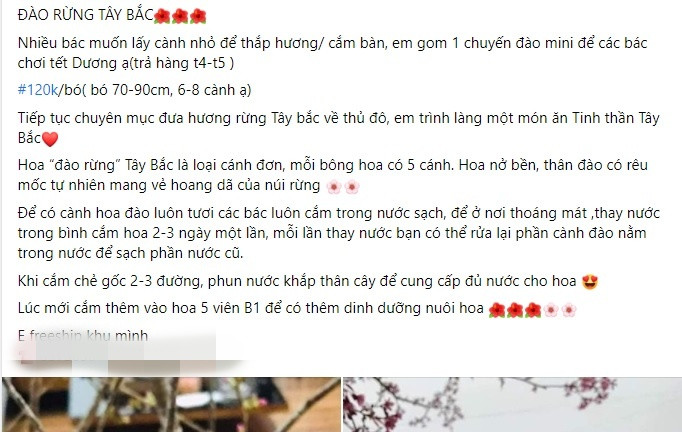 Dao rung Tay Bac mini do bo cho mang, hut khach choi Tet... gia sao?